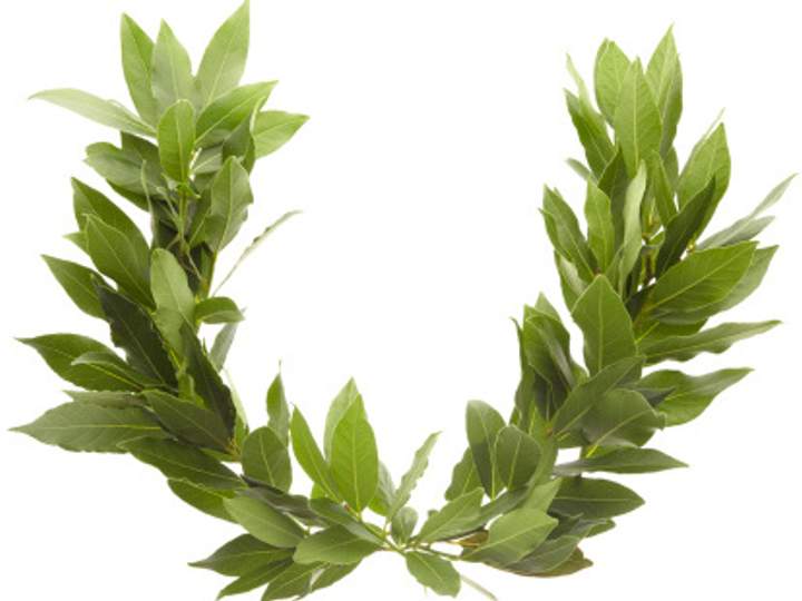 History of 'Laurel' Plants and Prizes Merriamster